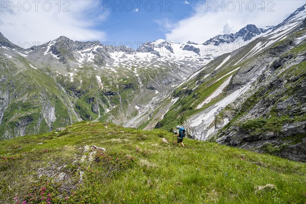 Mountaineer on hiking trail in picturesque mountain landscape with blooming alpine roses, in the background mountain peak Grosser Loeffler and Oestliche Floitenspitze with glacier Floitenkees, valley Floitengrund, Berliner Hoehenweg, Zillertal Alps, Tyrol, Austria, Europe