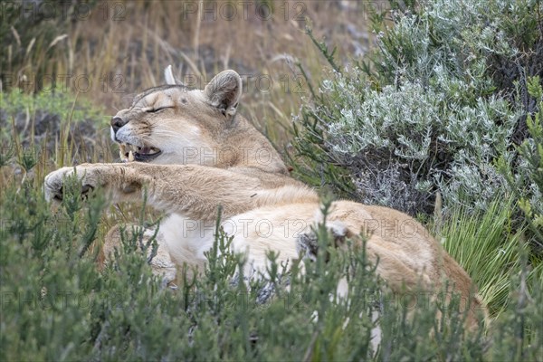 Cougar (Cougar concolor), silver lion, mountain lion, cougar, panther, small cat, yawns, begs, Torres del Paine National Park, Patagonia, end of the world, Chile, South America
