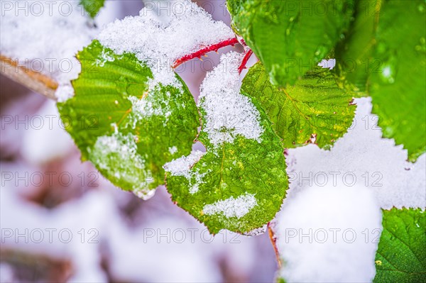 Leaves of a blackberry bush (Rubus) in winter with snow on the leaves, Jena, Thuringia, Germany, Europe