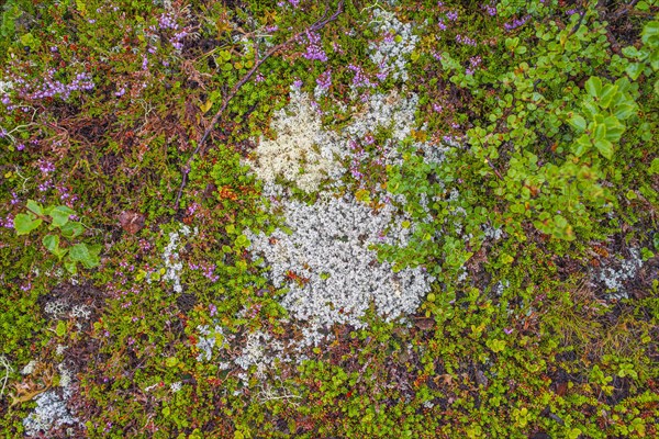 Broom common heather (Calluna vulgaris), true reindeer lichen (Cladonia rangiferina), dwarf birch (Betula nana), mosses, lichen, nature photograph, Tynset, Innlandet, Norway, Europe