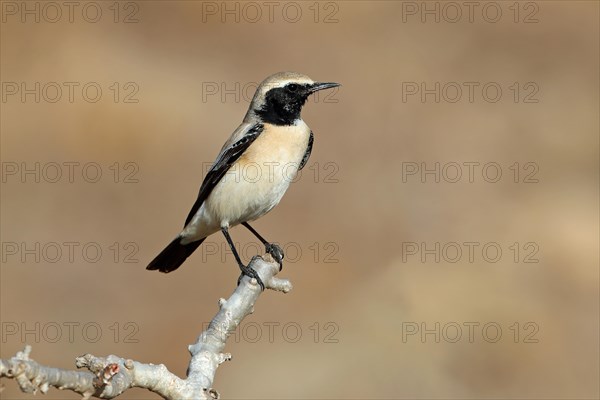 Desert Wheatear, Oman, Asia