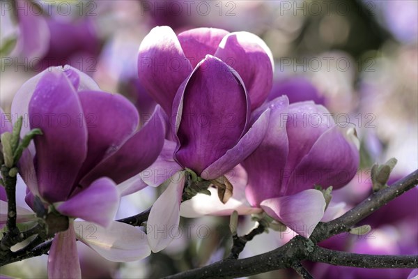 Magnolias (Magnolia), blossom, Baden-Wuerttemberg, Germany, Europe