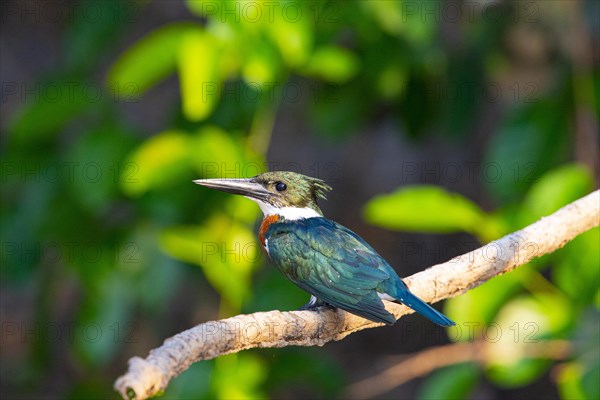 Amazon kingfisher (Chloroceryle amazona) Pantanal Brazil