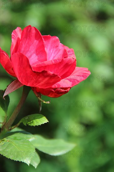 Red rose growing in garden. Beautiful flower closeup blossom in garden. Beautiful flower of rose blooming in summer. Red rose closeup