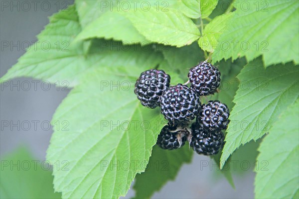 Berries of black raspberry hang on bush. Ripe Rubus occidentalis on branch. Closeup of ripe raspberry. Harvest of Rubus occidentalis