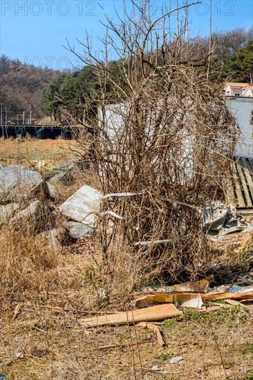 Tall dry leafless tree in front of metal storage shed at construction site