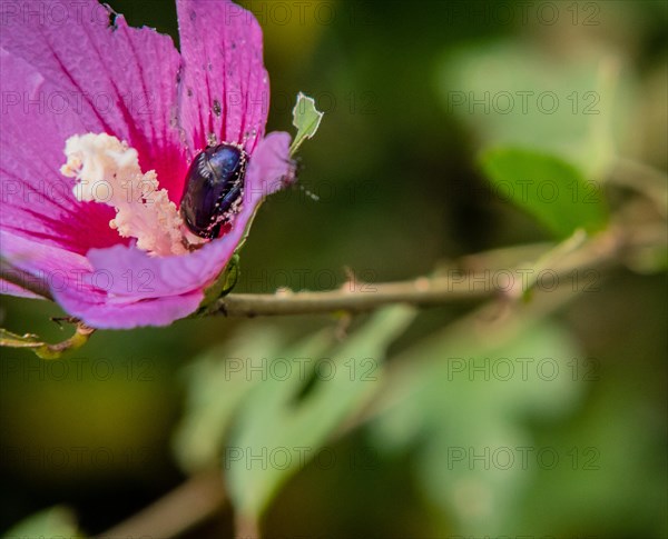 Black beetle hiding inside a pink rose of Sharon flower