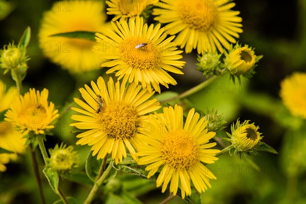 Two small beetles mating and one beetle alone on yellow daisies with with soft blurred out of focus background