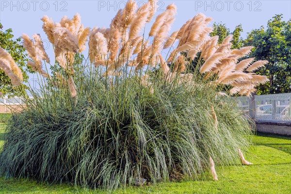 Large bush of pampas ornamental grass in garden in Istanbul, Tuerkiye