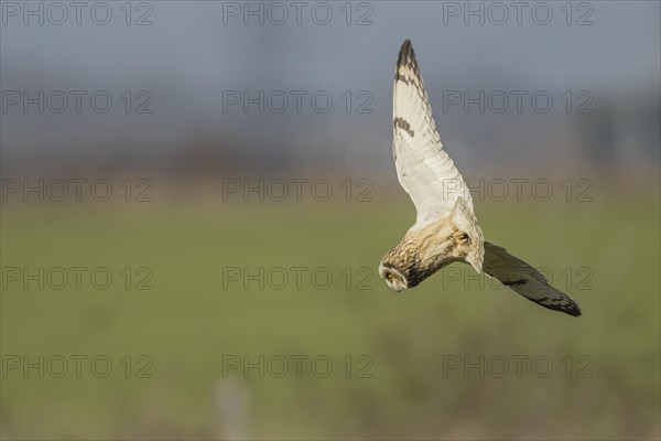 Short-eared owl (Asio flammeus) adult bird diving down in flight for prey in grassland, Kent, England, United Kingdom, Europe