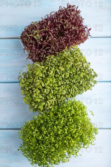 Set of boxes with microgreen sprouts of amaranth, mustard, watercress on blue wooden background. Top view, flat lay, close up