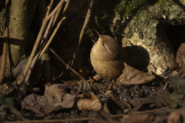 European wren (Troglodytes troglodytes) adult bird searching for food at the bottom of a tree, Suffolk, England, United Kingdom, Europe