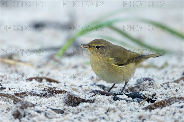 Chiffchaff, Heligoland