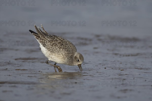 Grey plover (Pluvialis squatarola) adult bird in winter plumage feeding on a coastal mudflat, Norfolk, England, United Kingdom, Europe