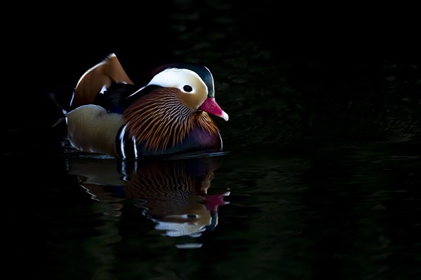 Mandarin duck (Aix galericulata) adult male bird on a lake, Suffolk, England, United Kingdom, Europe