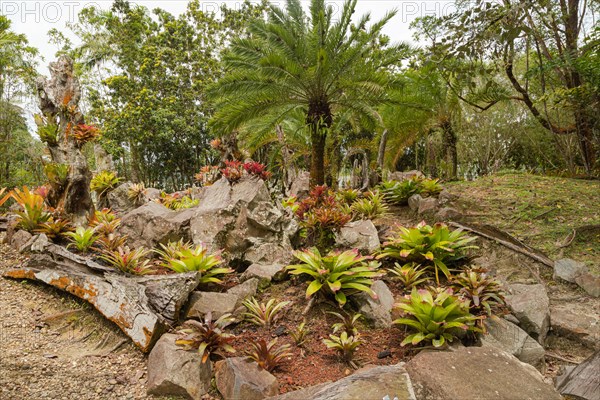 Orchid and bromeliad flower beds in botanical garden, selective focus, copy space, malaysia, Kuching orchid park