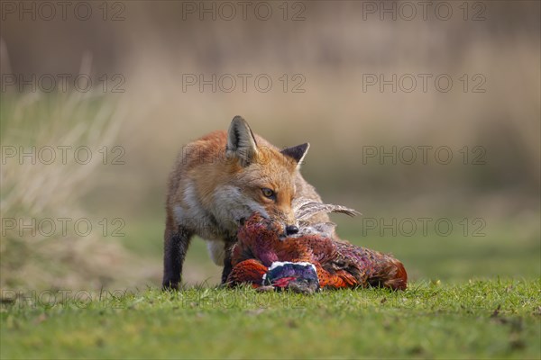 Red fox (Vulpes vulpes) adult animal feeding on a dead Common Pheasant (Phasianus colchicus), Bedfordshire, England, United Kingdom, Europe