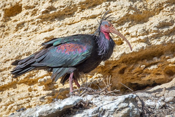 Northern Bald Ibis, Hermit Ibis, or Waldrapp