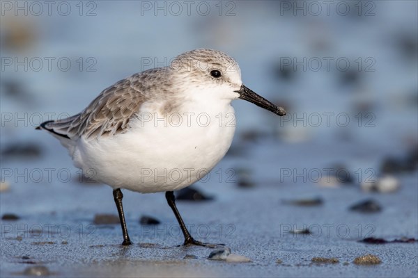 Sanderling