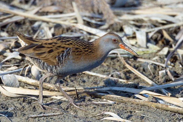 Water rail