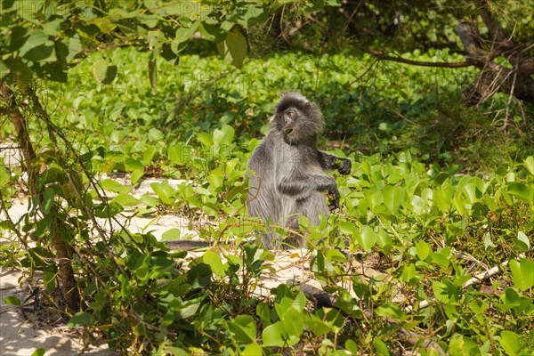 Silvery lutung or silvered leaf langur monkey (Trachypithecus cristatus) feeding in Bako national park on the sand beach. Borneo, Malaysia, Asia