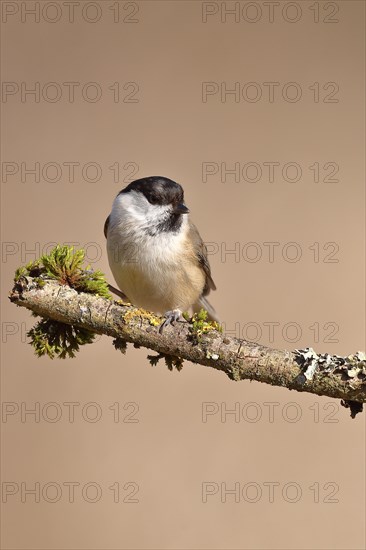 Willow Tit (Parus montanus) sitting on a branch covered with moss, Wilnsdorf, North Rhine-Westphalia, Germany, Europe
