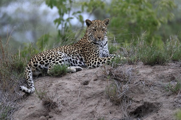 Leopard (Panthera pardus), adult, observed, alert, lying, on ground, Sabi Sand Game Reserve, Kruger NP, Kruger National Park, South Africa, Africa