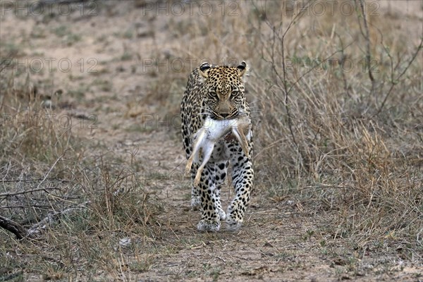 Leopard (Panthera pardus), adult, carrying prey, running, Sabi Sand Game Reserve, Kruger NP, Kruger National Park, South Africa, Africa