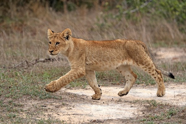 Lion (Panthera leo), young, stalking, alert, Sabi Sand Game Reserve, Kruger National Park, Kruger National Park, South Africa, Africa