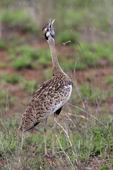 Red-crested Bustard, (Lophotis ruficrista), adult, calling, Kruger National Park, Kruger National Park, South Africa, Africa