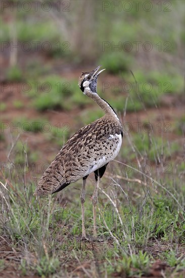 Red-crested Bustard, (Lophotis ruficrista), adult, calling, Kruger National Park, Kruger National Park, South Africa, Africa