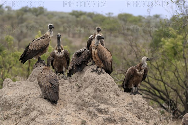 White-backed vulture (Gyps africanus), group, adult, alert, Sabi Sand Game Reserve, Kruger National Park, Kruger National Park, South Africa, Africa