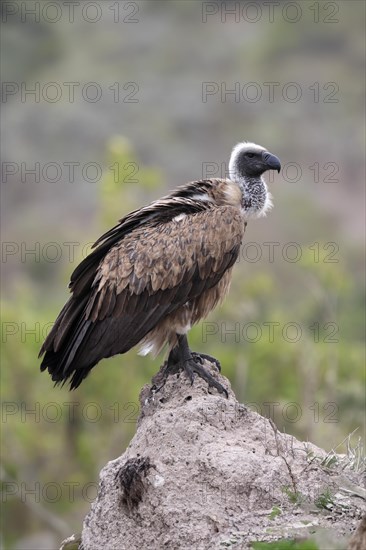 White-backed vulture (Gyps africanus), adult, alert, on rocks, Sabi Sand Game Reserve, Kruger National Park, Kruger National Park, South Africa, Africa