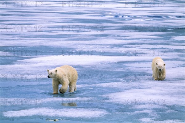 Two Polar Bears (Ursus maritimus) walking on the ice in the Arctic, Svalbard