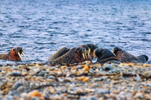 Flock of Walrus (Odobenus rosmarus) in the water by the seashore in Arctic, Svalbard