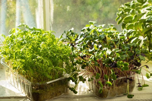 Boxes with microgreen sprouts of marigold and radish on white windowsill. Daylight, natural sunlight. Side view, close up, selective focus