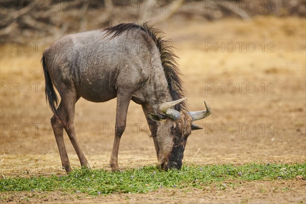 Blue wildebeest (Connochaetes taurinus) in the dessert, captive, distribution Africa