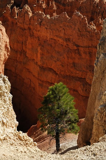 Tree at the canyon rim, Bryce Canyon National Park, Utah, USA, North America