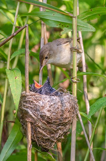 Reed warbler (Acrocephalus scirpaceus) feeding a common cuckoo (Cuculus canorus), Bas-Rhin, Alsace, Grand Est, France, Europe