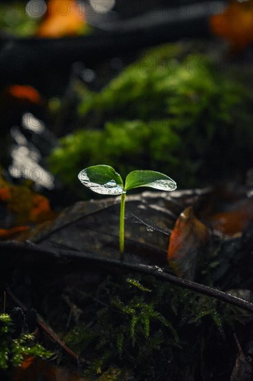 Sapling growing on autumn forest floor, close-up, Neubeuern, Bavaria, Germany, Europe