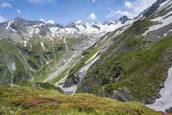 Picturesque mountain landscape with blooming alpine roses, behind mountain peak Grosser Loeffler and Oestliche Floitenspitze with glacier Floitenkees, valley Floitengrund, Berliner Hoehenweg, Zillertal Alps, Tyrol, Austria, Europe