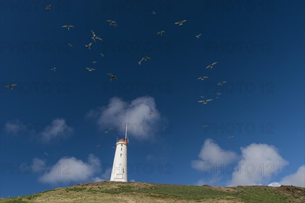 Arctic terns above Reykjanesviti lighthouse, Reykjanes on Baejarfell, Reykjanes peninsula, near Reykjavik, Iceland, Europe