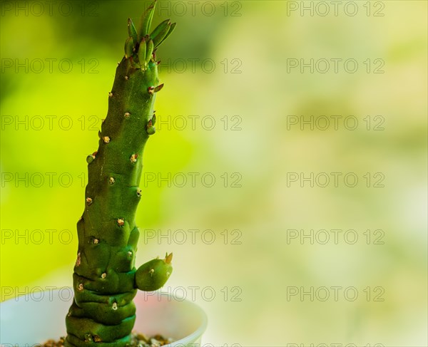 Closeup of tall cactus in white cup on blurred background