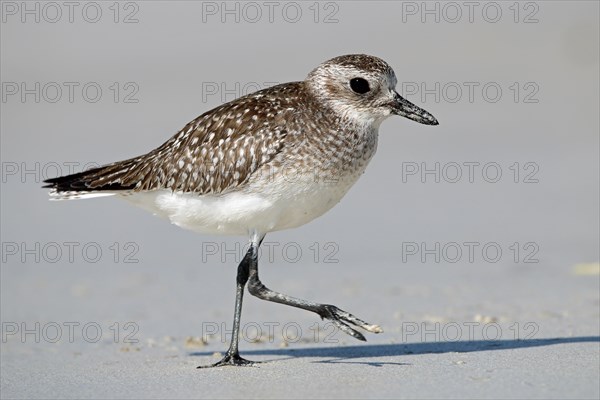 Little Ringed Plover, Oman, Asia