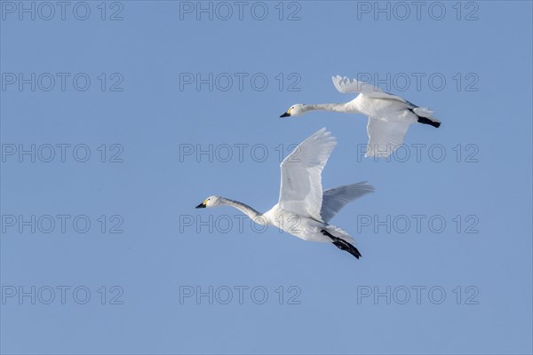 Tundra swans (Cygnus bewickii), flying, Emsland, Lower Saxony, Germany, Europe