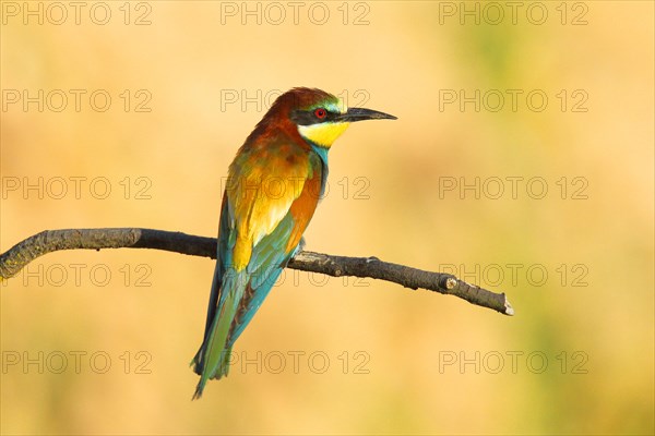Bee-eater (Merops apiaster) sitting on a branch, dorsal view, Rhineland-Palatinate, Germany, Europe