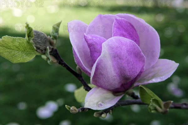 Magnolias (Magnolia), blossom, Baden-Wuerttemberg, Germany, Europe