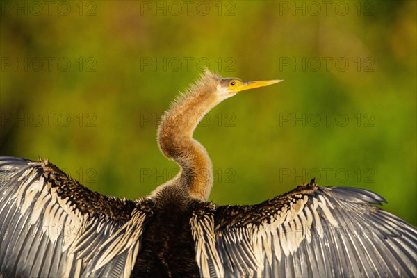 American darter (Anhinga anhinga) Pantanal Brazil