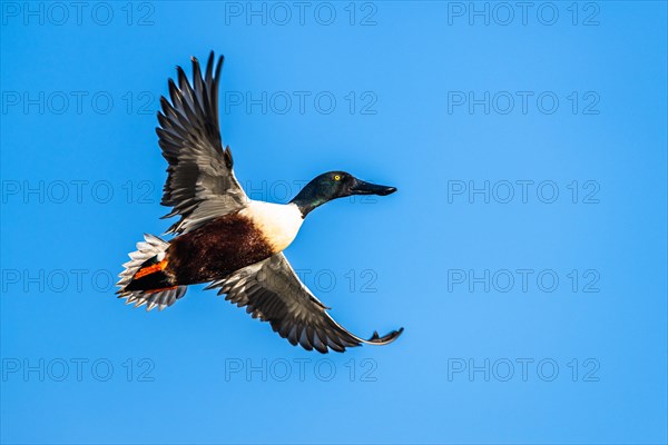 Northern Shoveler, Spatula clypeata, male in flight over marshes