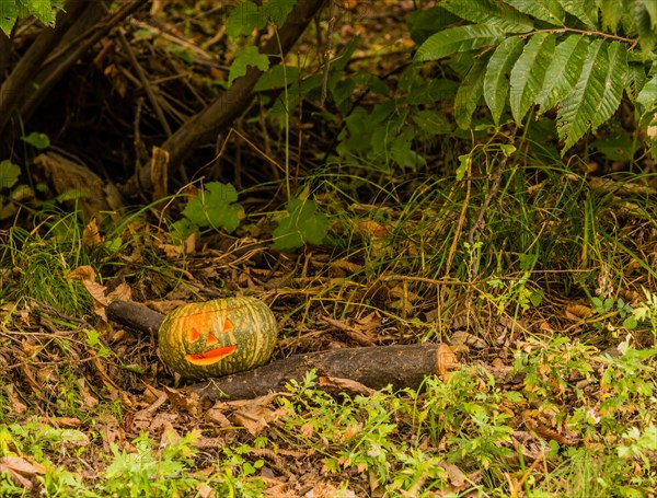 Jack-O-Lantern on grass covered ground under a small tree in woodland park in South Korea